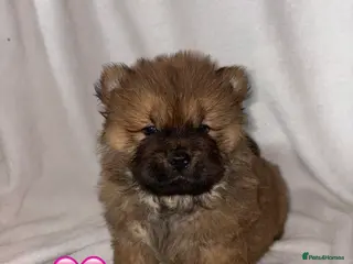 Chow Chow dogs 3 Stunning Chow Chow Puppies Left - Advert 4