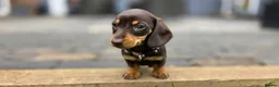 Miniature Dachshund dogs for sale: 2 Gorgeous Miniature dachshund females  - Advert 10