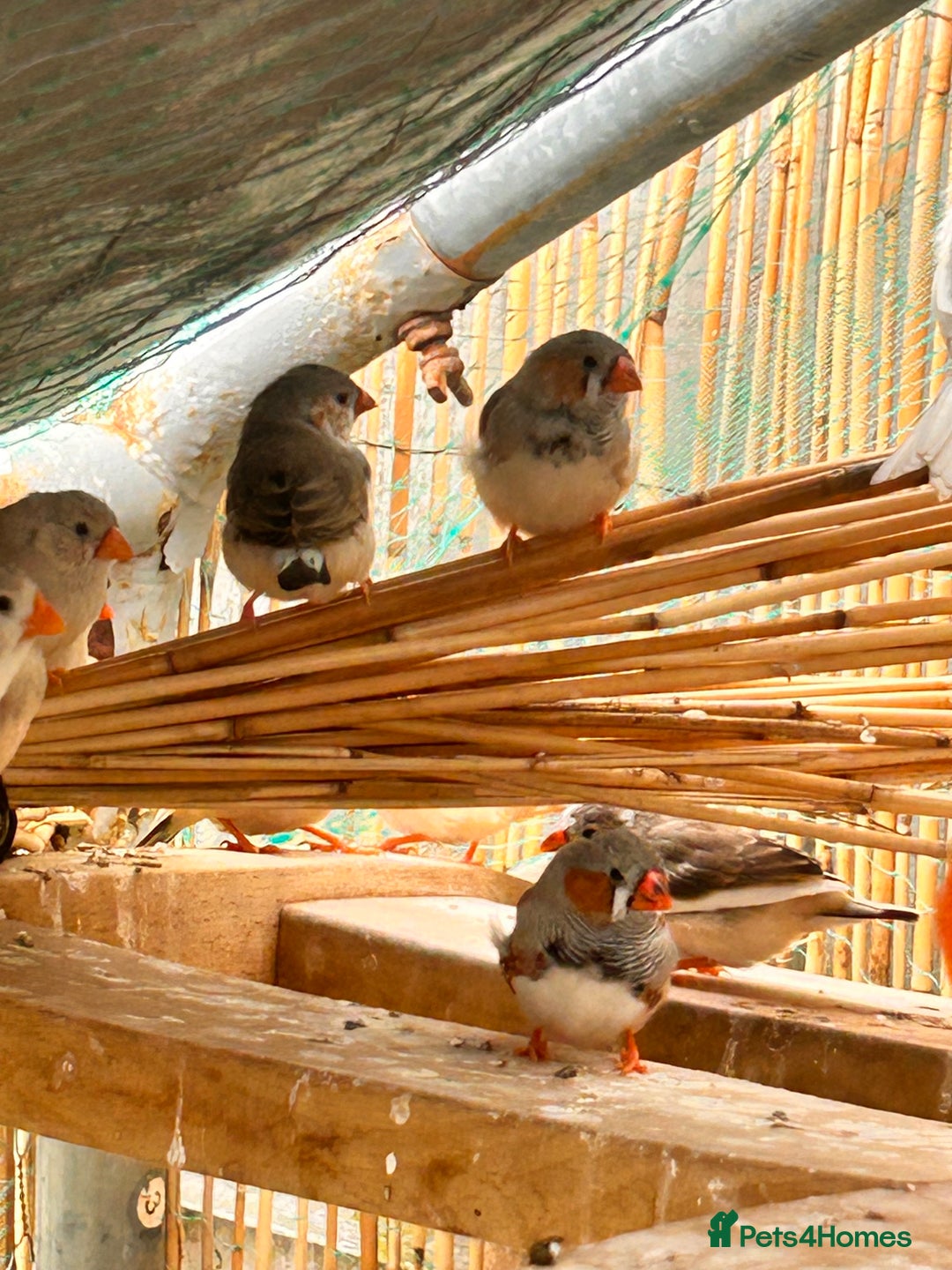 Finches birds for sale: Zebra Finches - Image 2