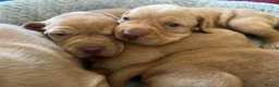 Hungarian Vizsla dogs for sale: Crufts Best in Show & Elite working Bloodlines - Advert 30