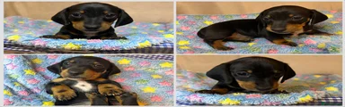 Miniature Dachshund 1