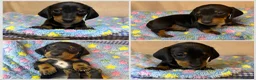 Miniature Dachshund dogs for sale: KC Registered Miniature Dachshund Puppies in Wolverhampton - Advert 2