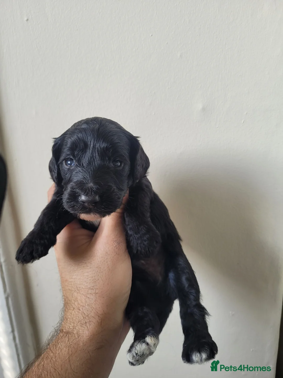 Mixed Breed dogs for sale: Cockapoo x pochon pups - Advert 7
