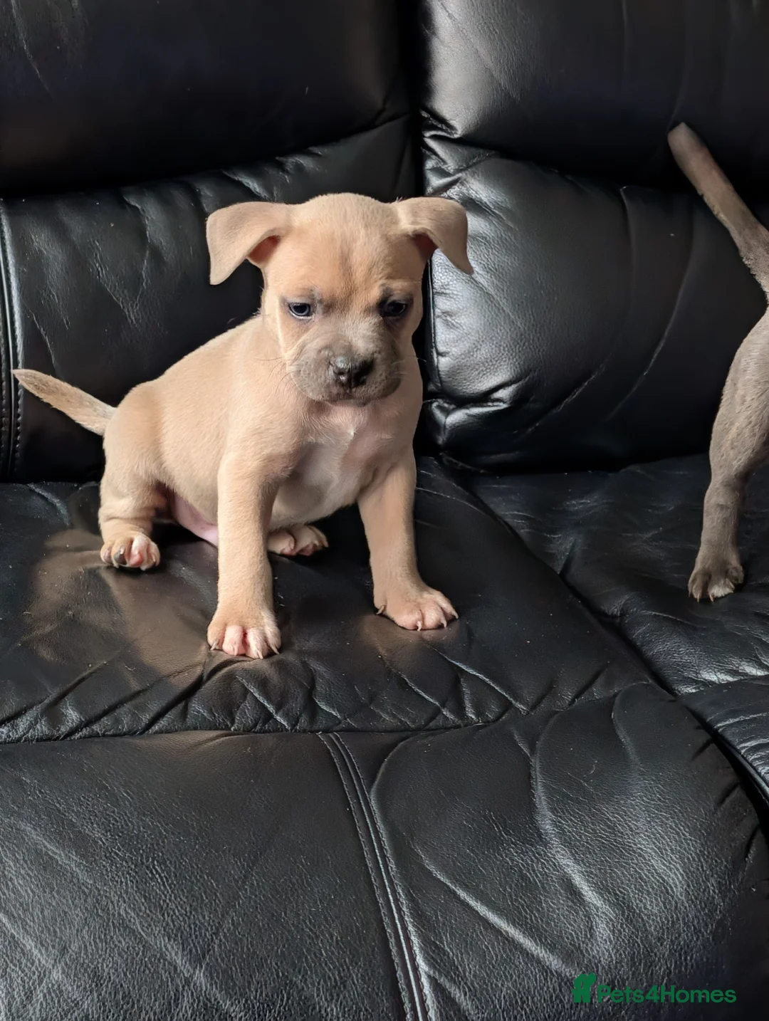 Mixed Breed dogs for sale: Frenchie X bully  - Advert 4