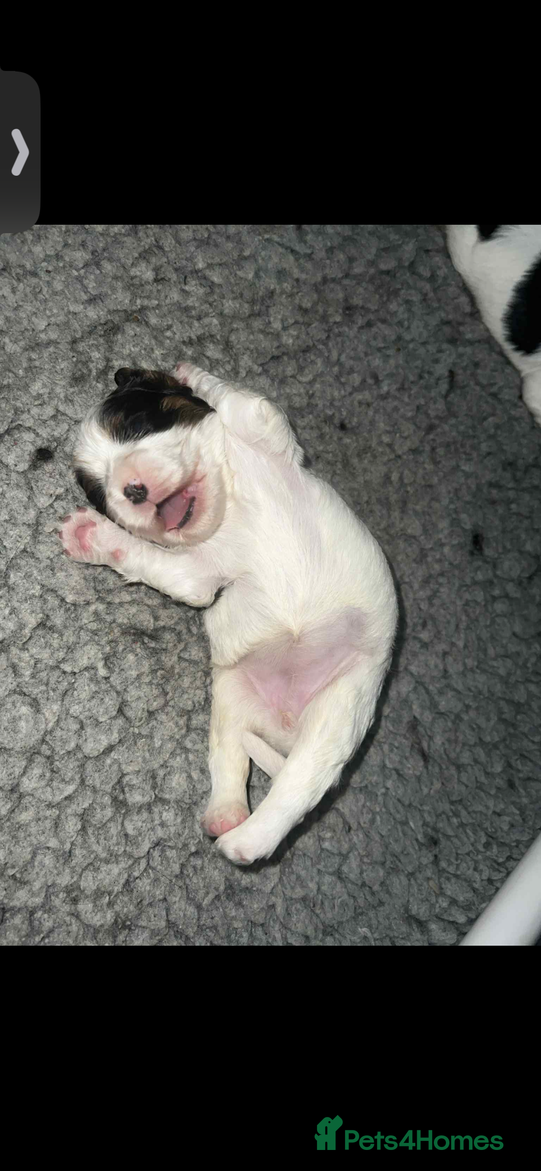 Cavalier King Charles Spaniel dogs for sale: 3 beautiful tri girls available  - Image 8