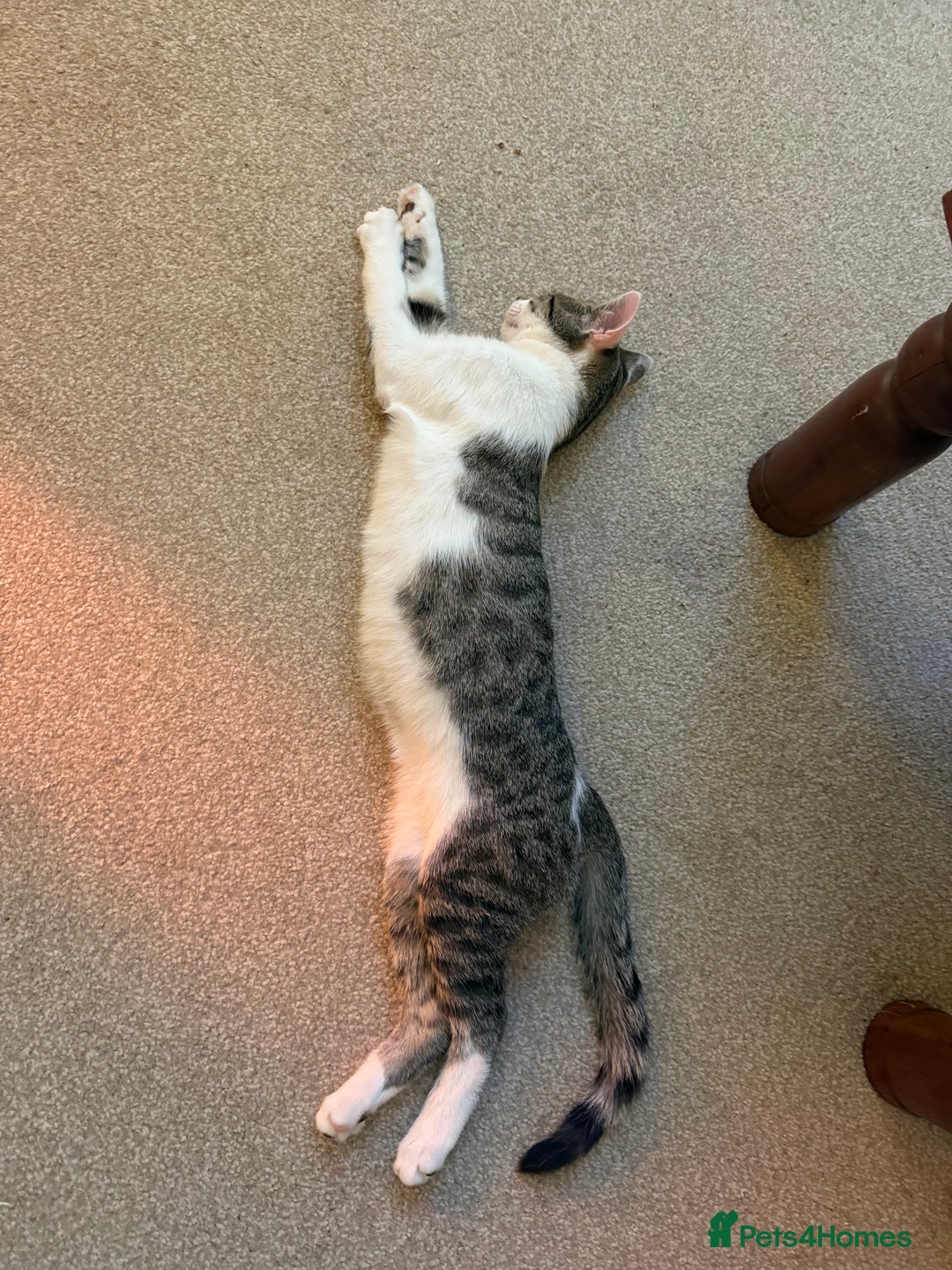 Mixed Breed cats for sale: Little Hand Reared Pops Needs His Forever Home - Advert 17