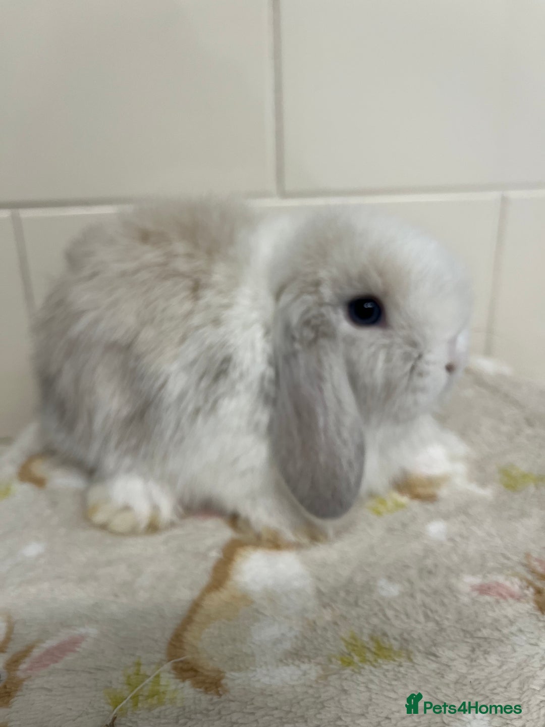 Mini Lop rabbits for sale: Stunning litter of mini lops ready soon  - Advert 13