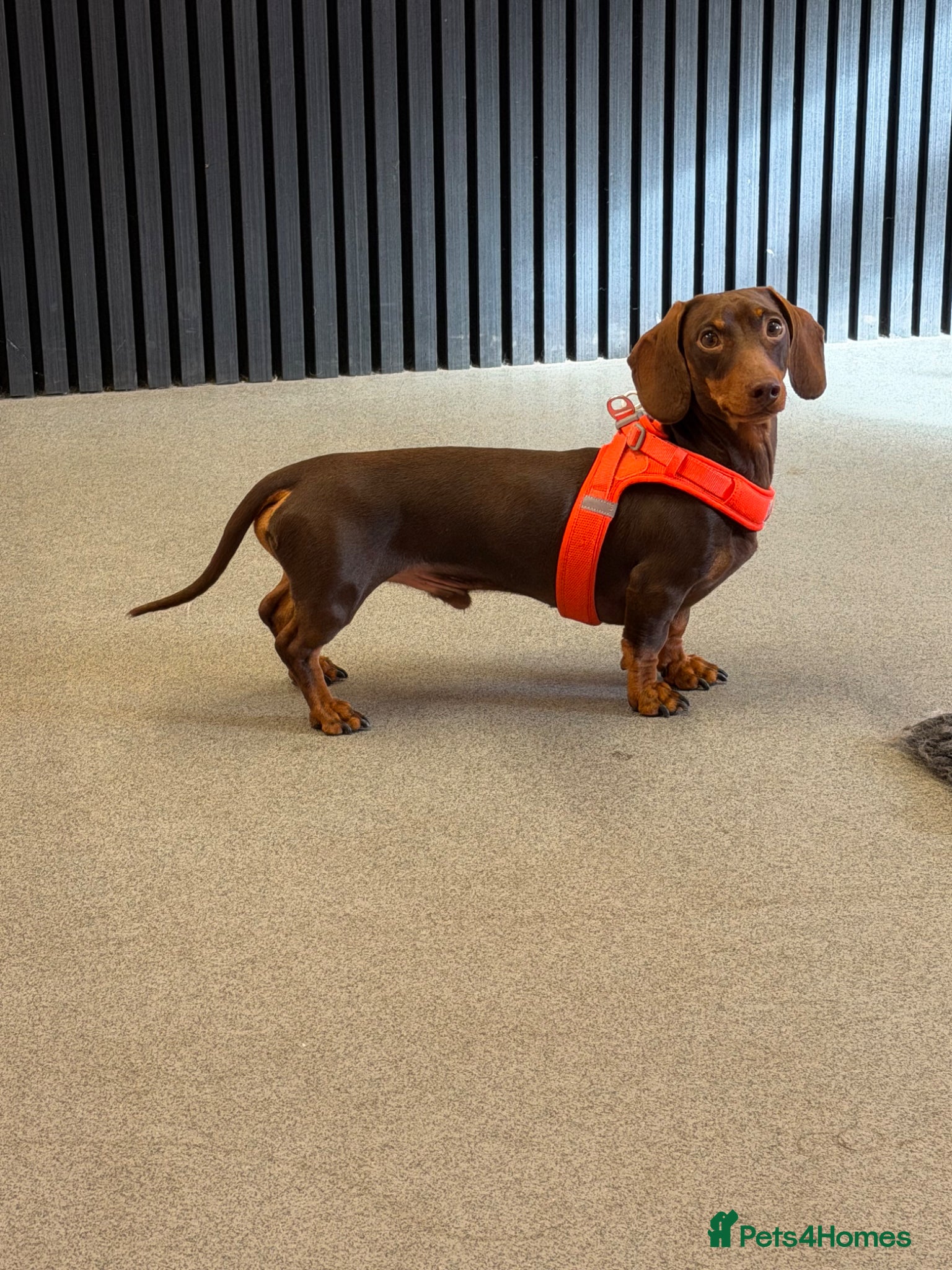 Miniature Dachshund dogs Chocolate and tan miniature dachshund for stud - Advert 5