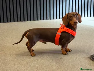 Miniature Dachshund dogs Chocolate and tan miniature dachshund for stud - Advert 5