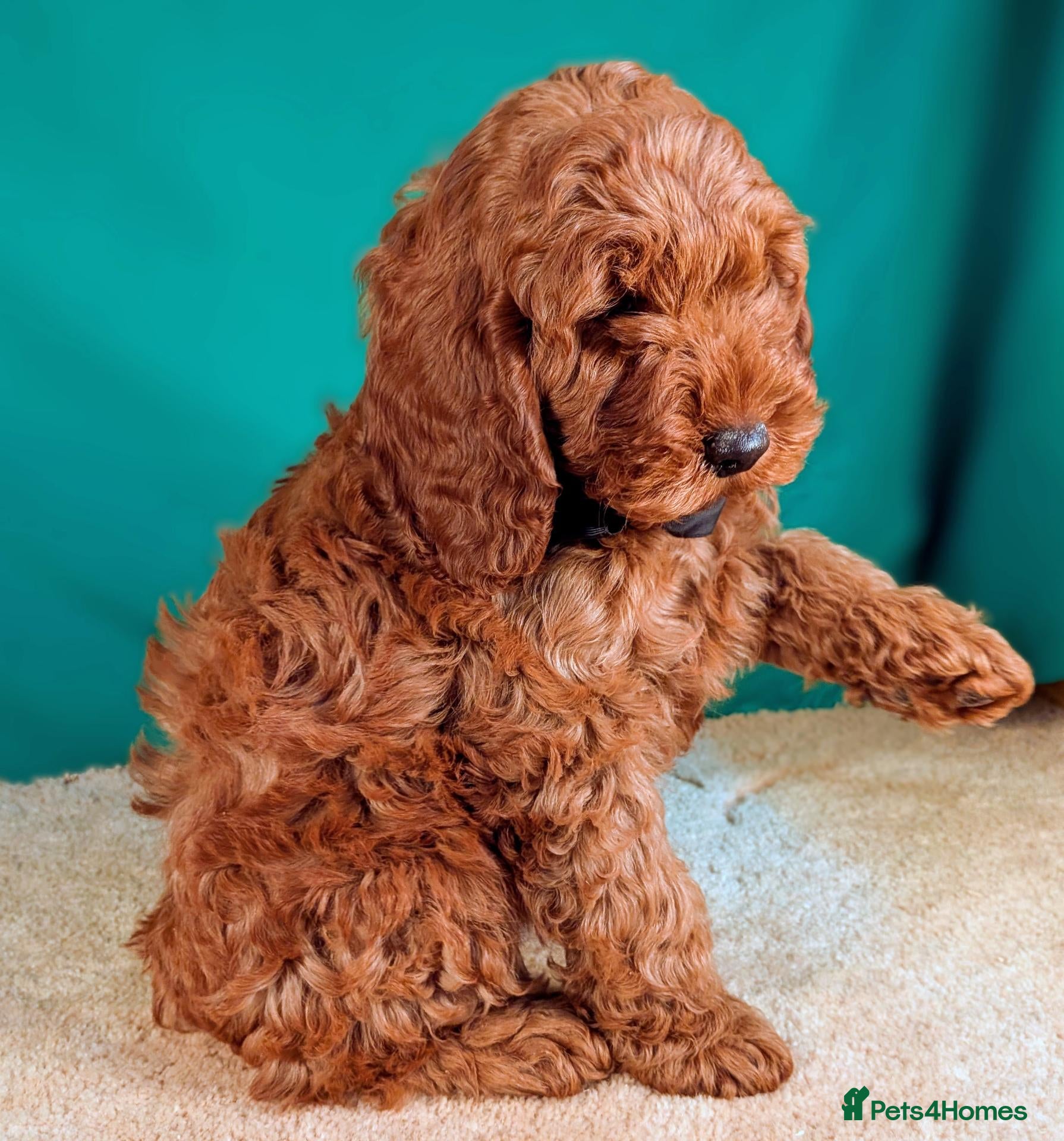 Cockapoo dogs F1B Cockapoo Puppies Ready for Their Forever Homes - Advert 13