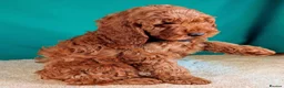 Cockapoo dogs for sale: F1B Cockapoo Puppies Ready for Their Forever Homes in Whitland - Advert 1