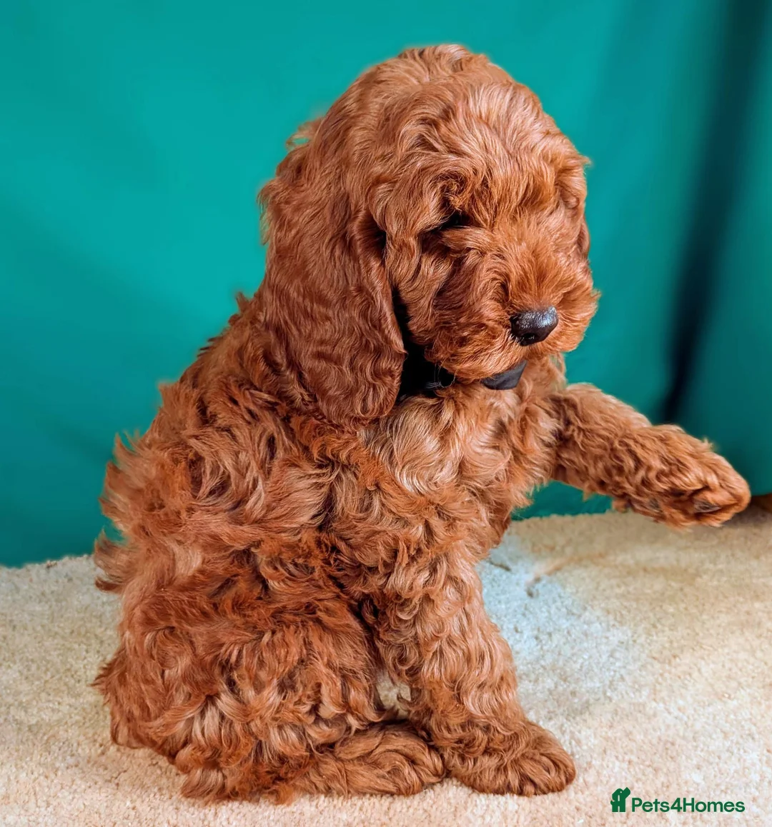 Cockapoo dogs for sale: F1B Cockapoo Puppies Ready for Their Forever Homes in Whitland - Advert 1