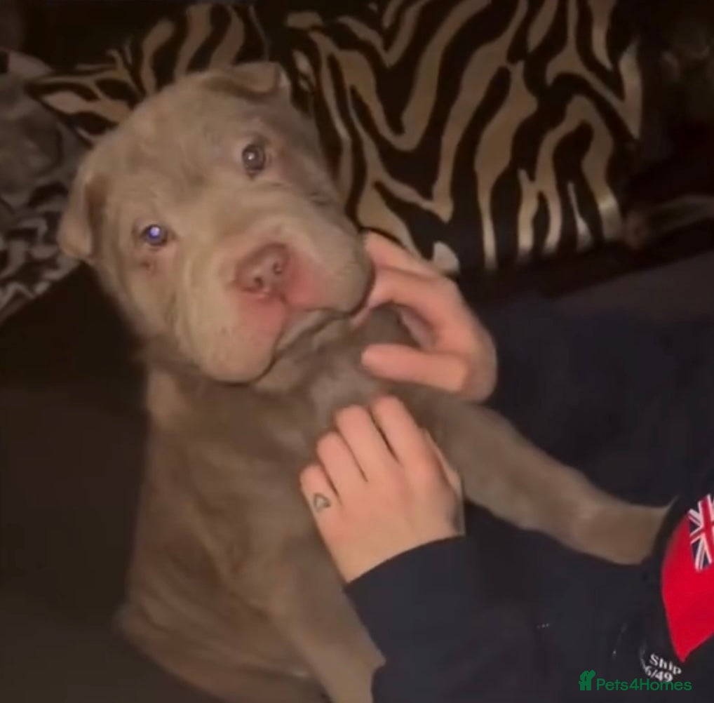 Shar Pei dogs ONLY 1 LEFT. GORGEOUS KC LILAC BRUSH BOY - Advert 15