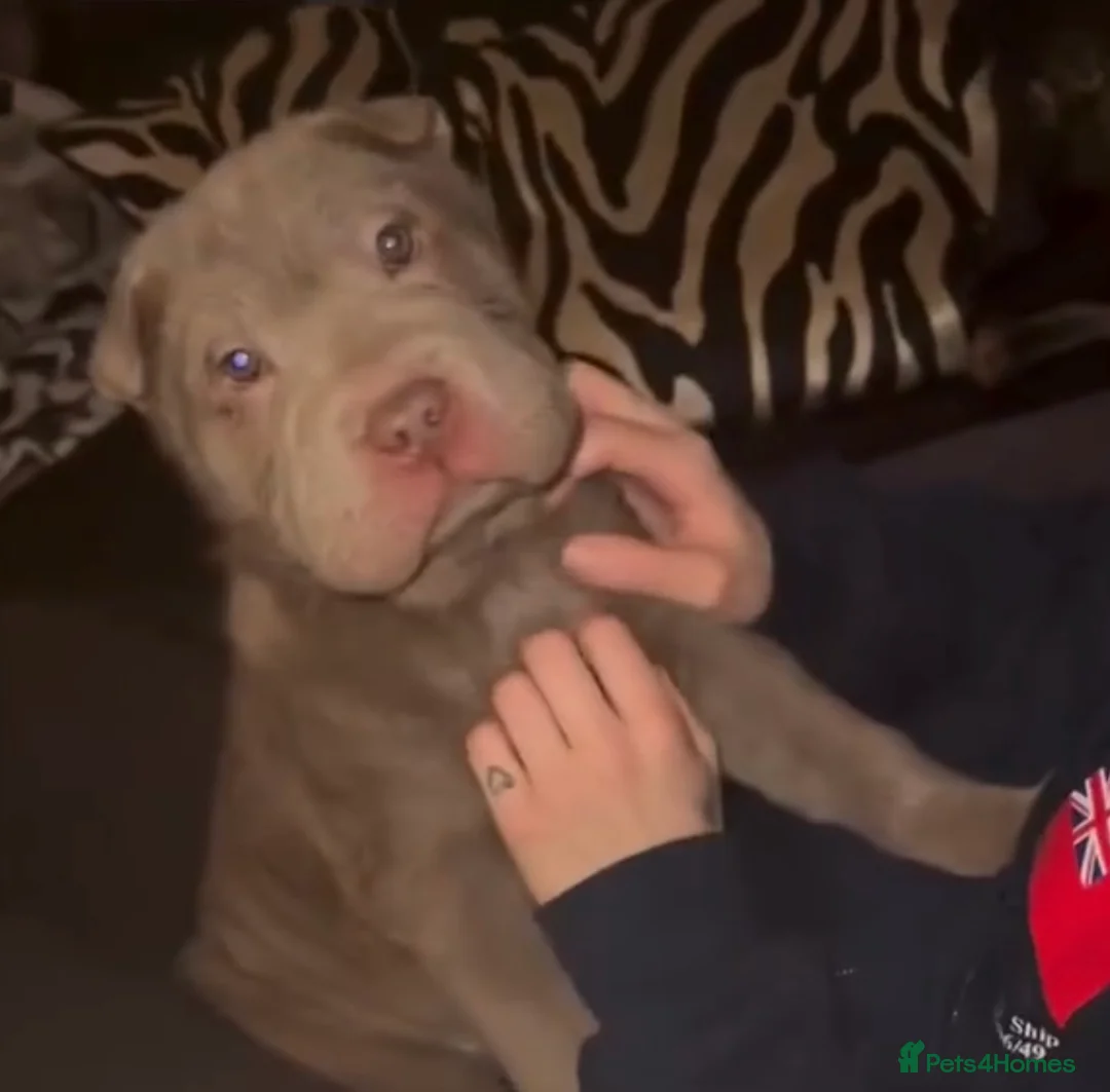 Shar Pei dogs for sale: ONLY 1 LEFT. GORGEOUS KC LILAC BRUSH BOY - Advert 1