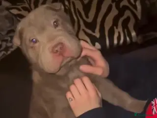 Shar Pei dogs ONLY 1 LEFT. GORGEOUS KC LILAC BRUSH BOY - Advert 3