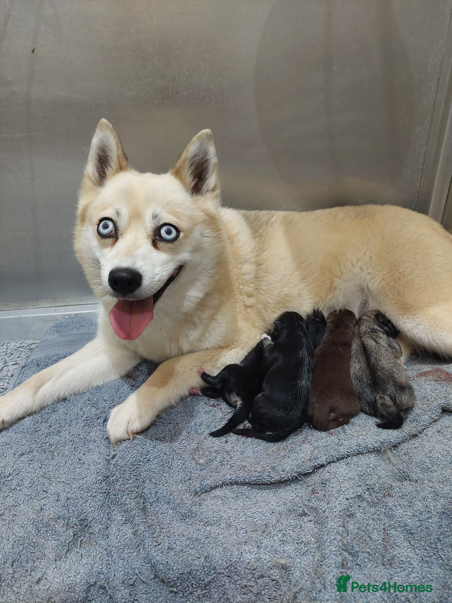 Pomsky dogs F3 pomsky puppy's for sale  - Advert 1