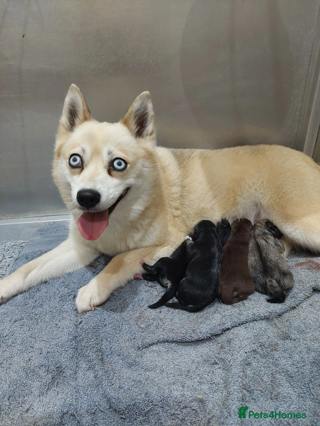 Pomsky dogs for sale: F3 pomsky puppy's for sale  - Advert 1