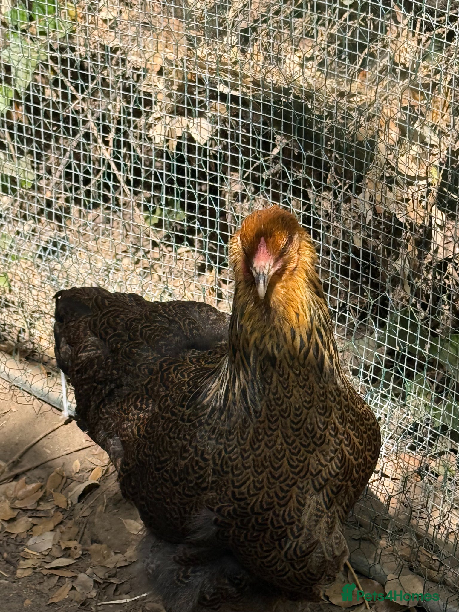 Chickens poultry Gold Partridge Brahma for rehoming - Advert 5