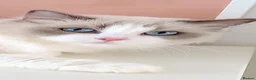 Ragdoll cats for sale: INDOOR FULL PEDIGREE 4 YEARS RAGDOLL FEMALE CAT - Advert 9