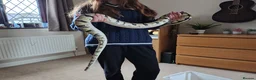 Python Snake reptiles for sale: Adult ball python + vivarium - £350 OVNO - Advert 3