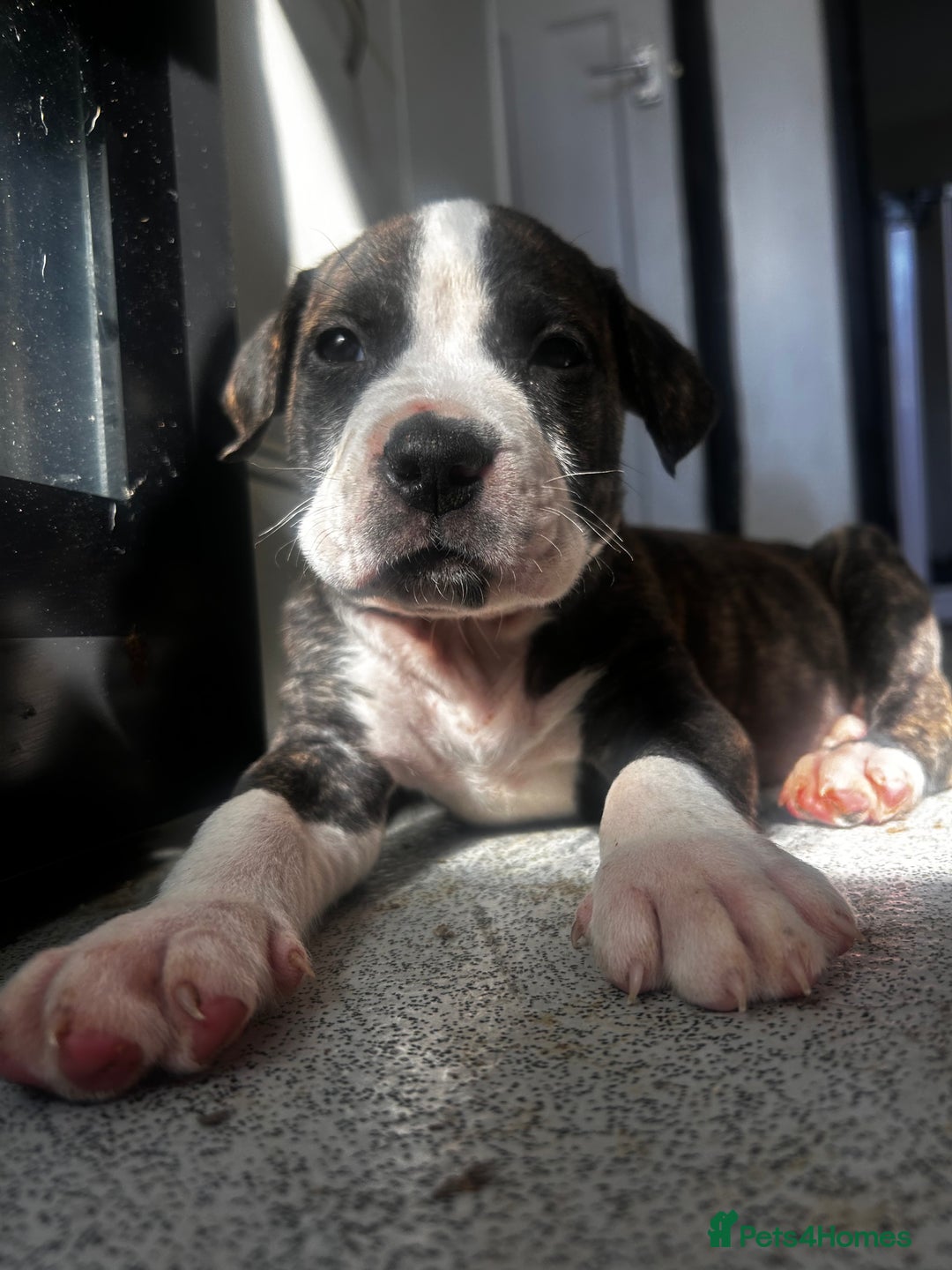 Mixed Breed dogs for sale: Absolutely beautiful litter of 11 pups  - Image 6