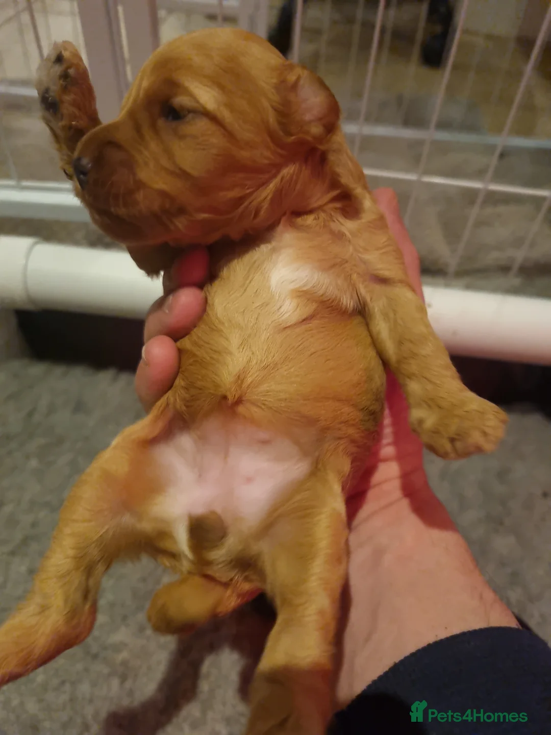 Cockapoo dogs for sale: Cockapoo puppies looking for their forever homes - Advert 9