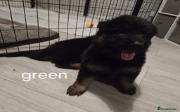 German Shepherd dogs for sale: German shepard pups - Image 2