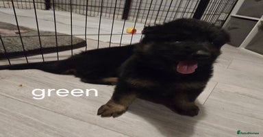 German Shepherd dogs - Advert 13
