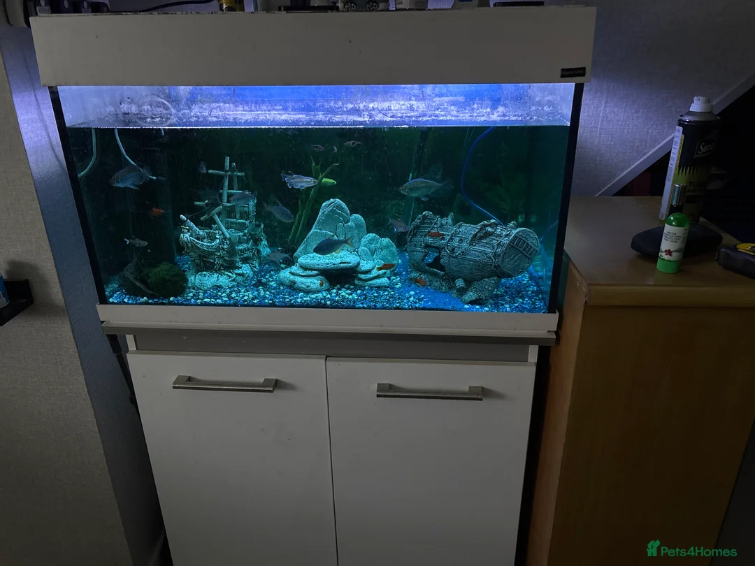 Other/Mixed Breed fish for sale: Variety of tropical fish aged various  - Advert 1