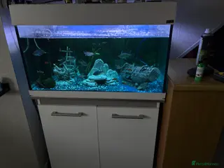 Other/Mixed Breed fish Variety of tropical fish aged various - Advert 3