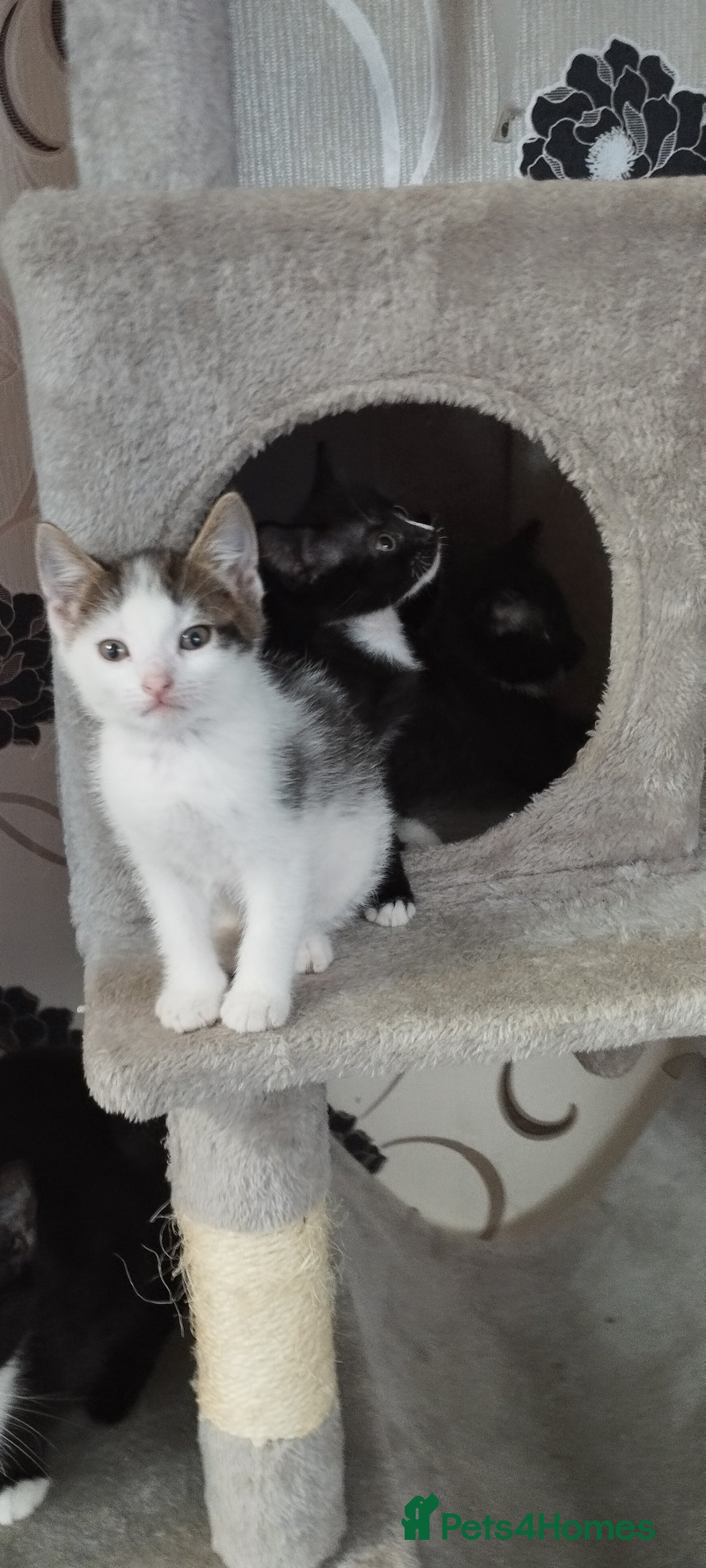 British Shorthair cats for sale: Lovely kittens search new homes - Advert 7