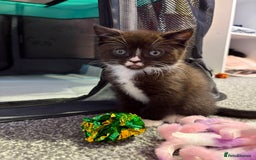 British Shorthair cats for sale: Luna’s Litter 🩶 - Image 1