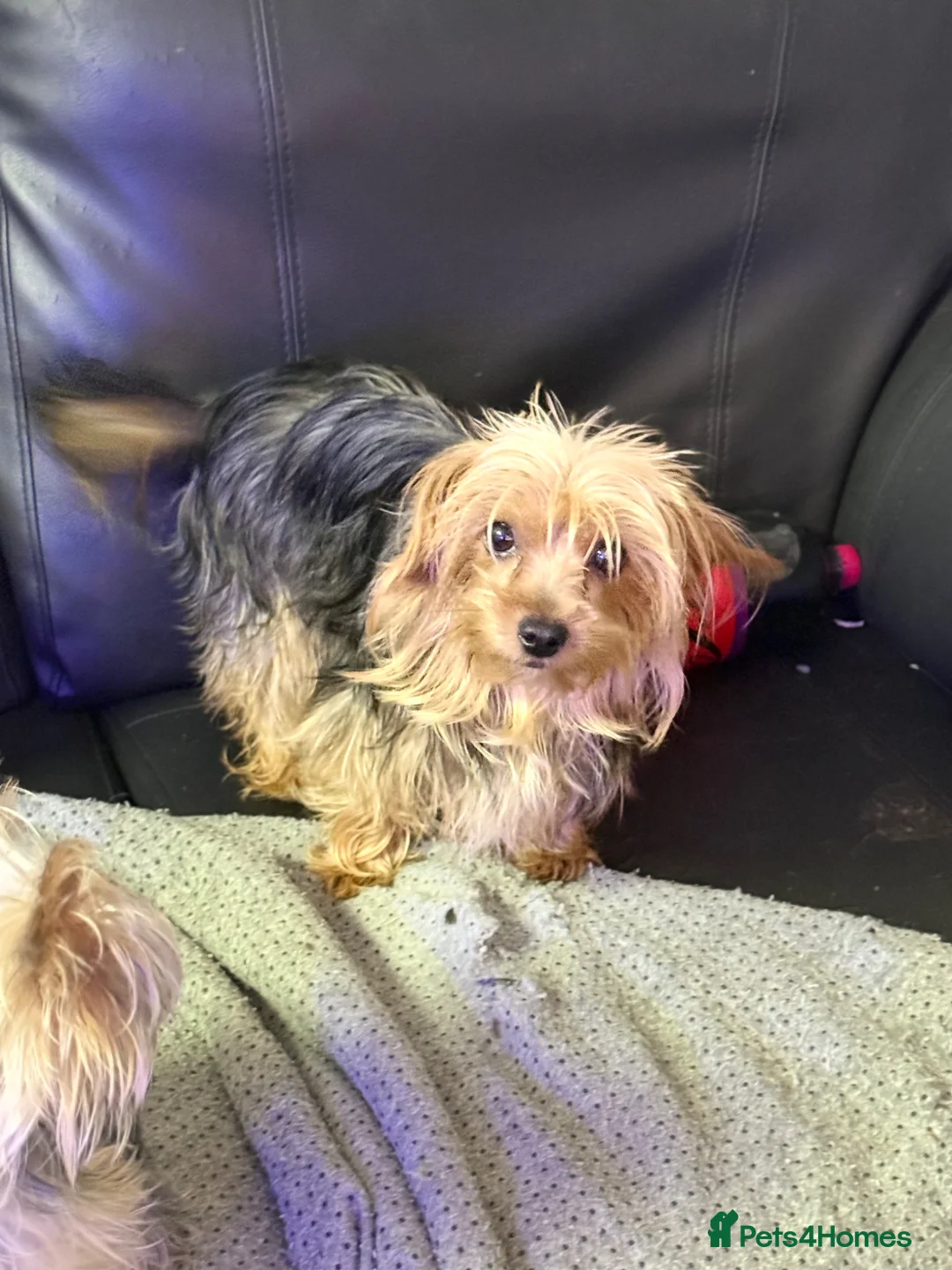 Yorkshire Terrier dogs for sale: Beautiful Small Yorkshire terrier puppies.  - Advert 15