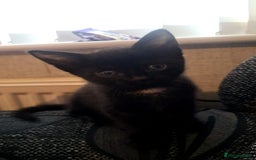 Mixed Breed cats for sale: Kittens for sale  - Advert 9