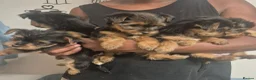 Yorkshire Terrier dogs for sale: 5 beautiful full breed yorkies for sale - Advert 4