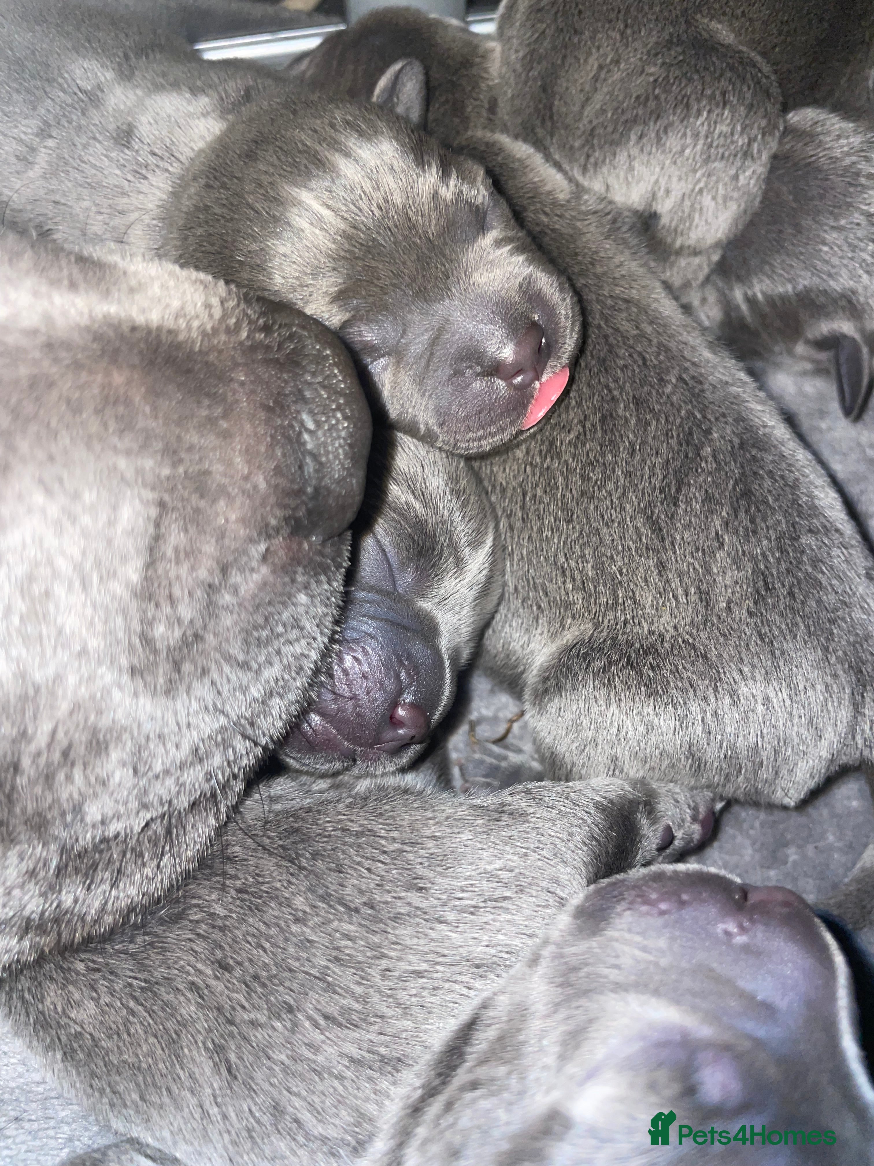 Staffordshire Bull Terrier dogs 7 beautiful KC staffy puppy’s - Advert 3