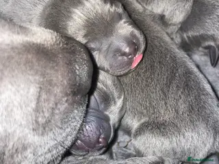 Staffordshire Bull Terrier dogs 7 beautiful KC staffy puppy’s - Advert 3