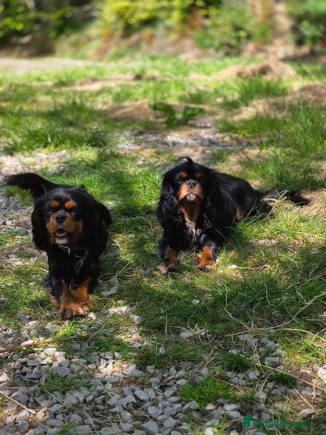Cavalier King Charles Spaniel dogs for sale: KC Registered Cavalier King Charles Spaniels - Advert 13