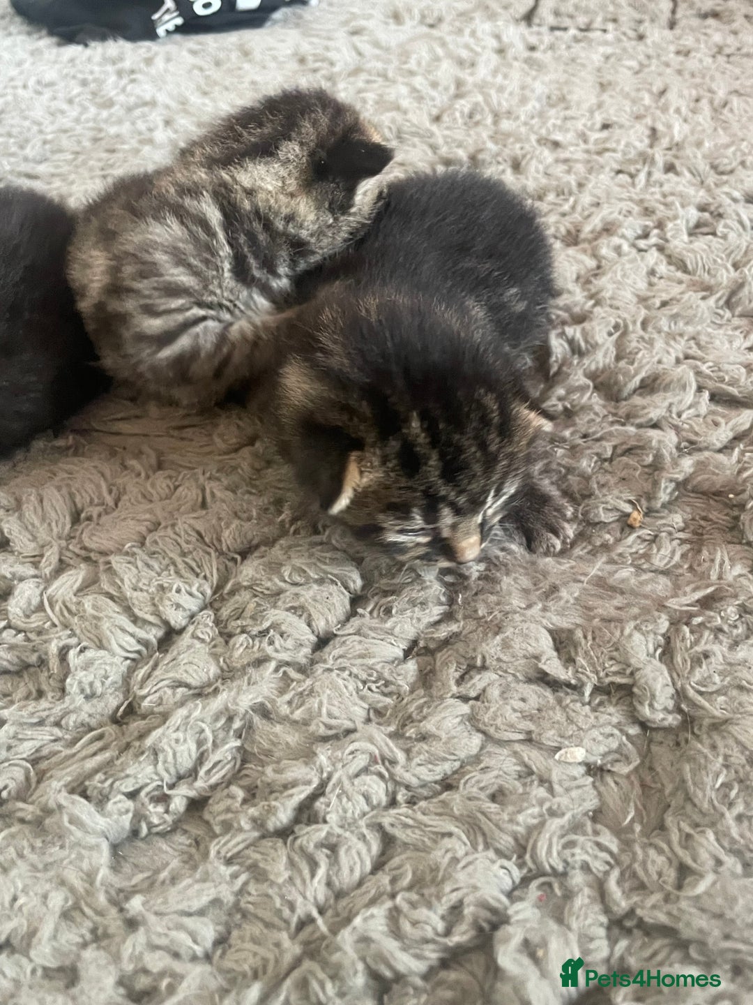 Mixed Breed cats for sale: 5 beautiful mixed kittens  - Image 4