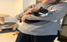 Domestic Shorthair cats for sale: 2 fluffy boys left - Advert 5