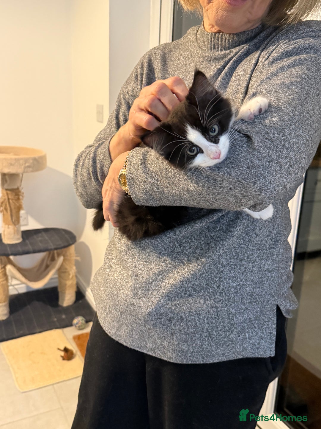 Domestic Shorthair cats for sale: 2 fluffy boys left - Advert 5