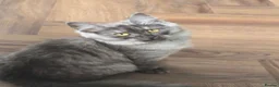 Mixed Breed cats for sale: Beautiful Siberian x Nebelung kittens  - Advert 5