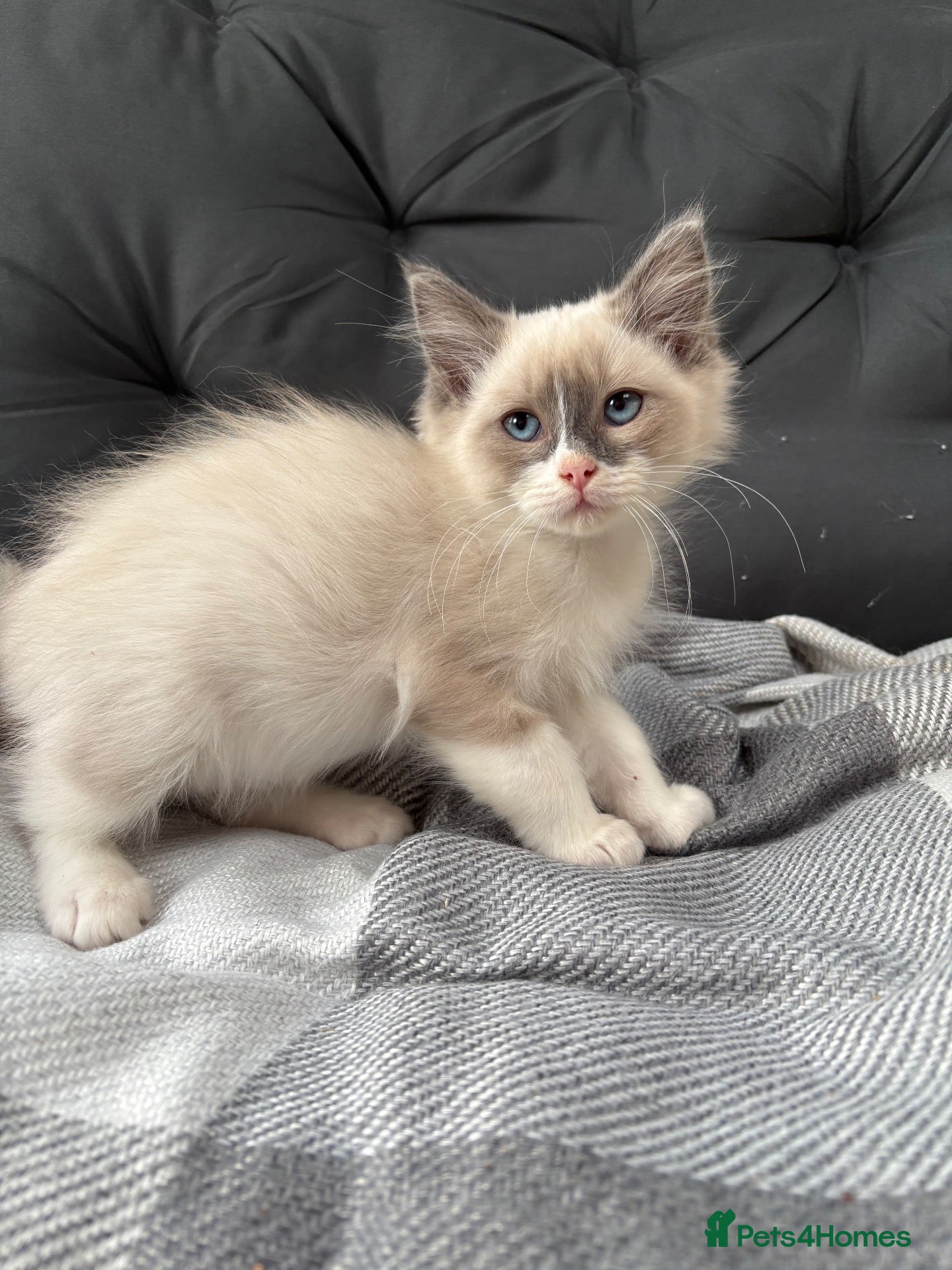 Ragdoll cats 2 boys Gorgeous Ragdoll Babies - Advert 12
