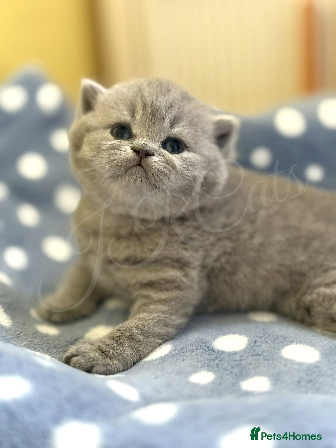 British Shorthair cats for sale: GCCF Registered -Show Quality BSH - Advert 9