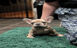 French Bulldog dogs for sale: Lilac fawn french bulldog male pup  - Image 6