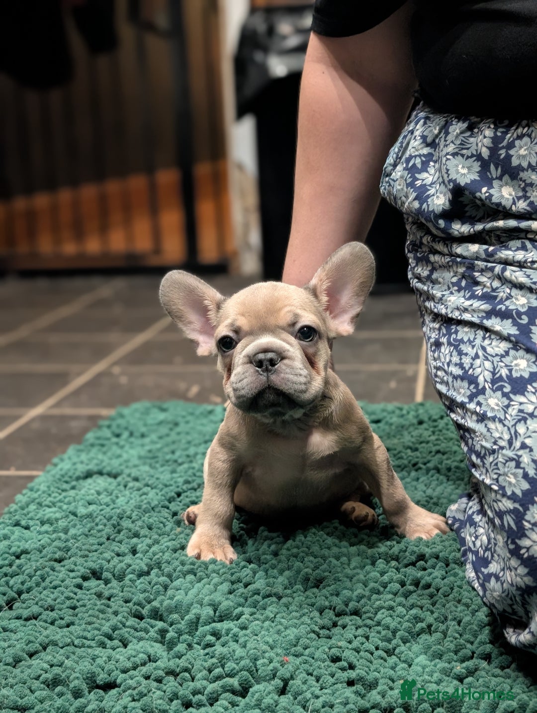 French Bulldog dogs for sale: Lilac fawn french bulldog male pup  - Image 6