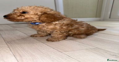 Poochon dogs - Advert 1