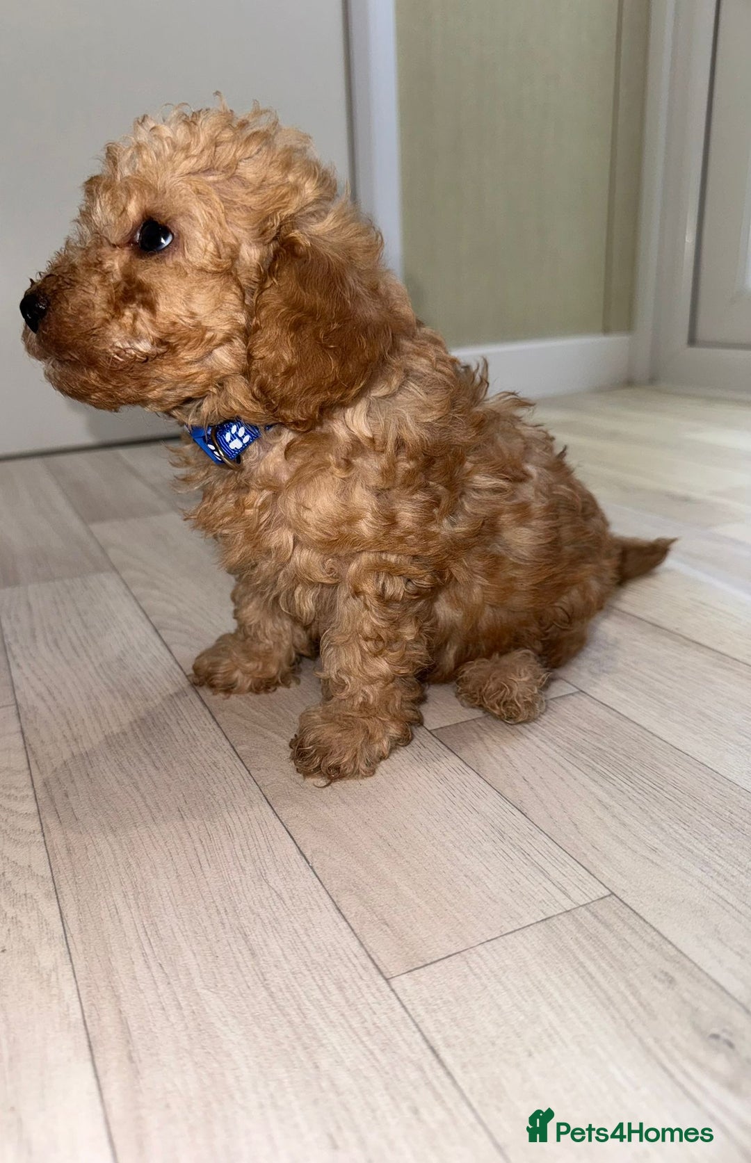 Poochon dogs for sale: Lovely poochon puppy’s for sale - Image 3