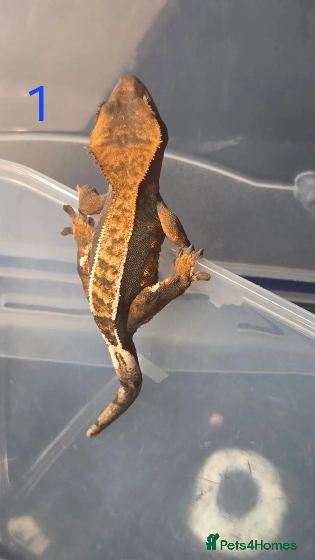 Gecko reptiles for sale: 💞 5 crested gecko babies🤩 for sale prices vary. - Advert 28