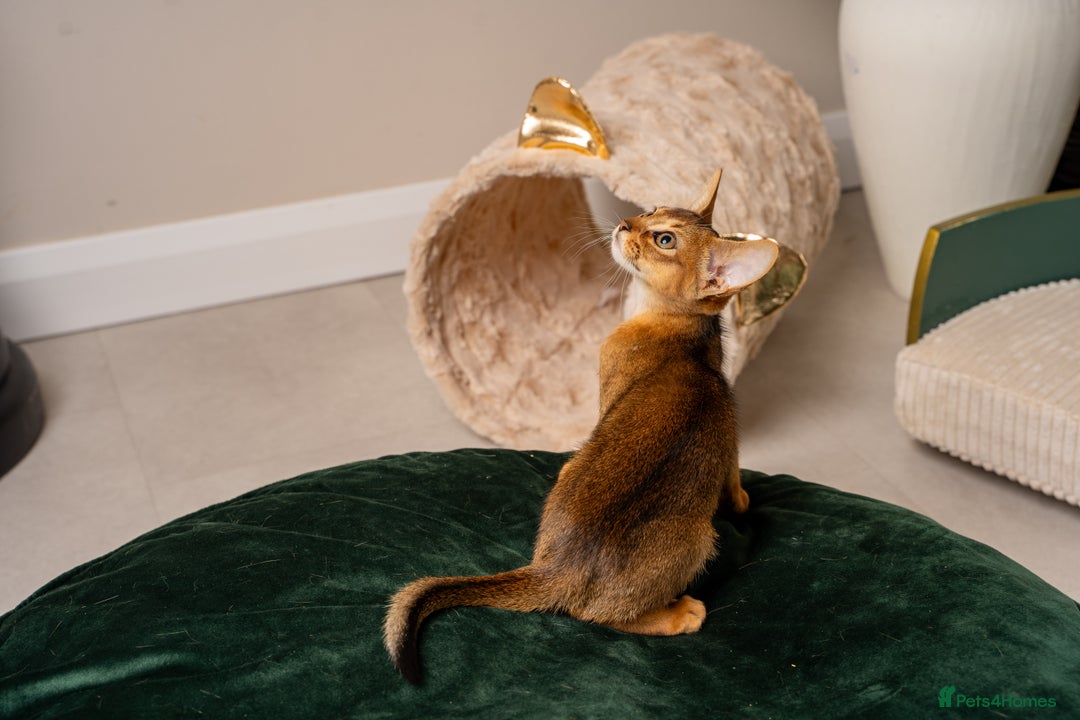 Abyssinian cats for sale: Premium Abyssinian kittens-TICA- Champion Pedigree - Image 21